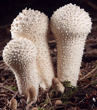  Lycoperdon perlatum